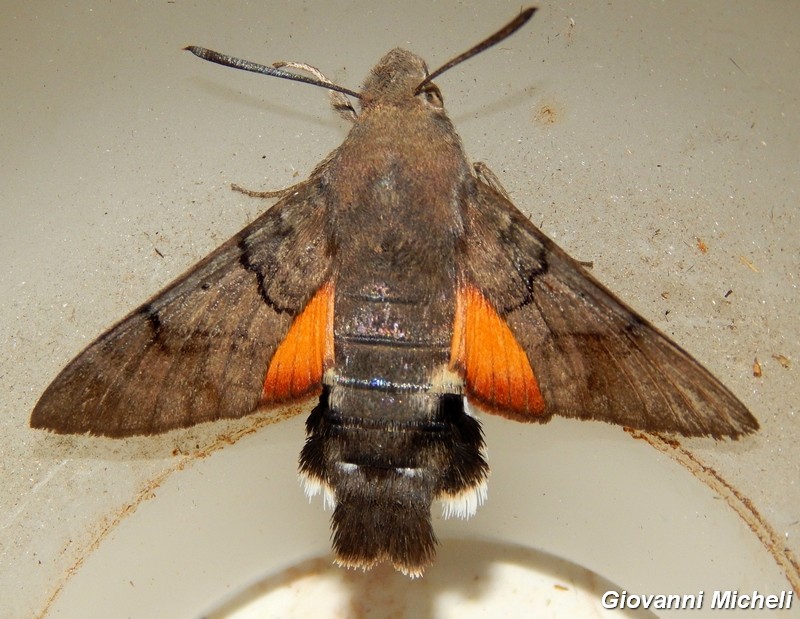 Macroglossum stellatarum